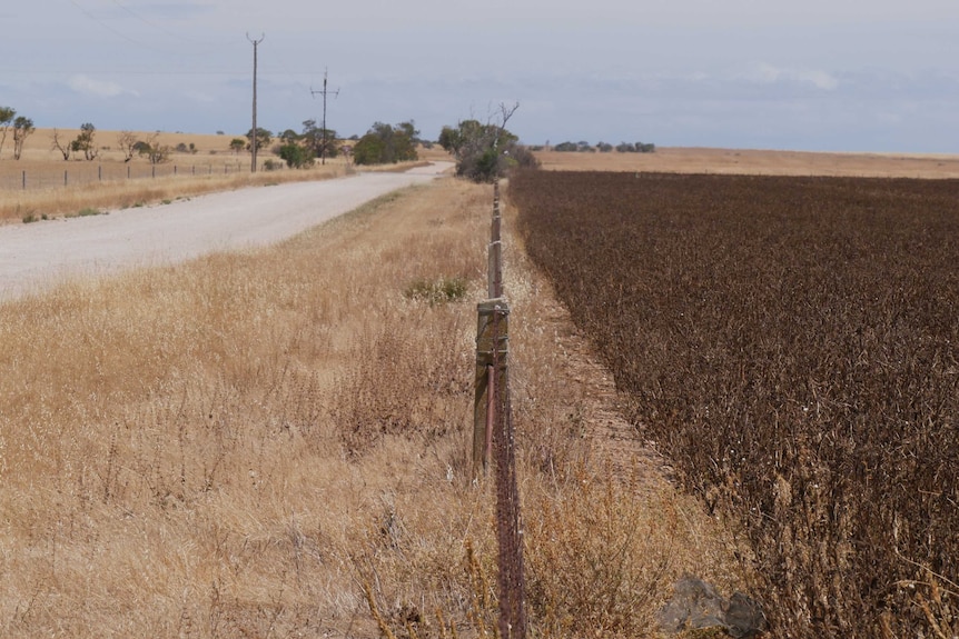 A wire fence on the edgy of a dry rural property.