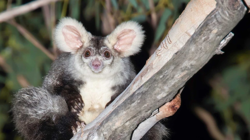 A fluffy big eared glider looks at camera, sits in tree in Queensland