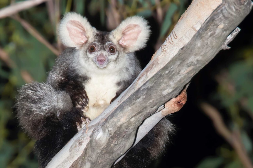 A fluffy big eared glider looks at camera, sits in tree in Queensland