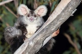 A fluffy big eared glider looks at camera, sits in tree in Queensland