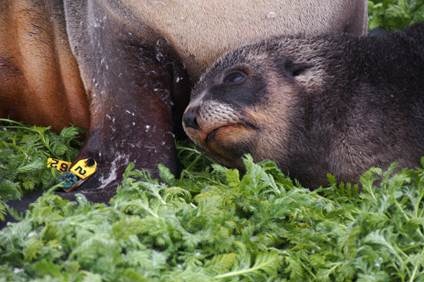 Photograph of a small Antarctic fur seal and a larger one with a yellow tag on its flipper. Green vegetation in the foreground.