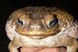 A cane toad sits on a hand in front of a dark background