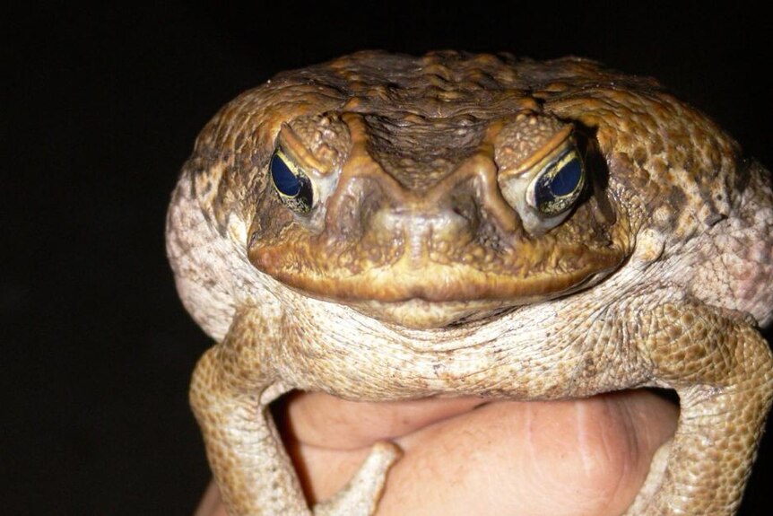A cane toad sits on a hand in front of a dark background