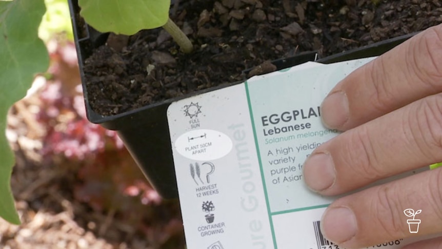 Finger pointing to plant label indicating plant spacing