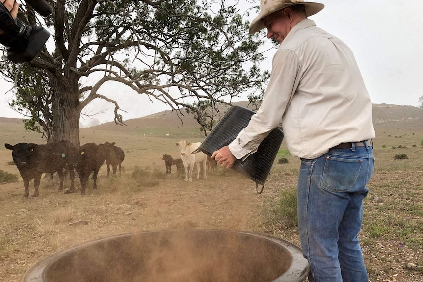 Andrew O'Dea pours cattle feed into a large container, a handful of cattle watch on.