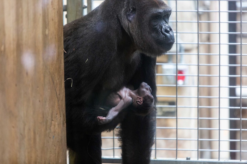 Calaya and Moke gorillas in Smithsonian zoo in the US