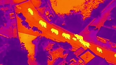 A thermal image shows the movement of 10 elephants.