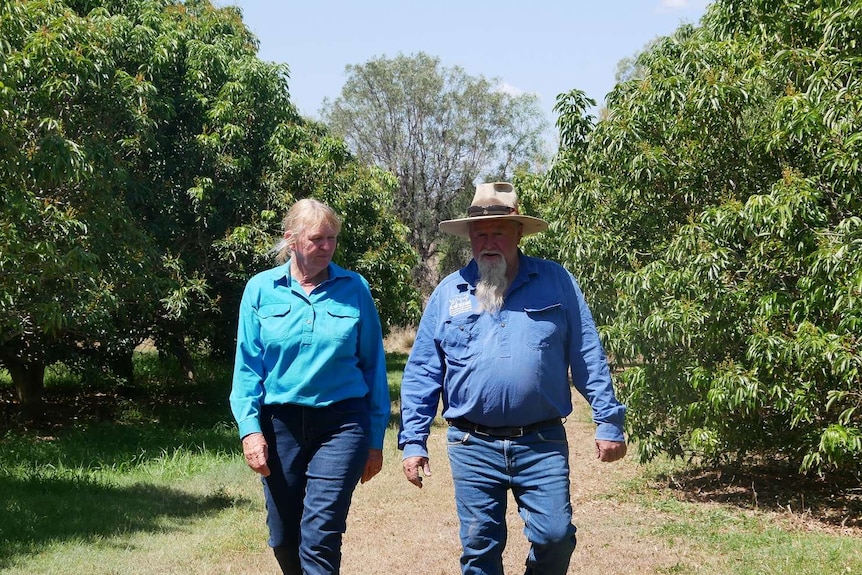 A man and woman, both in blue shirts, walk side by side in a lychee orchard.