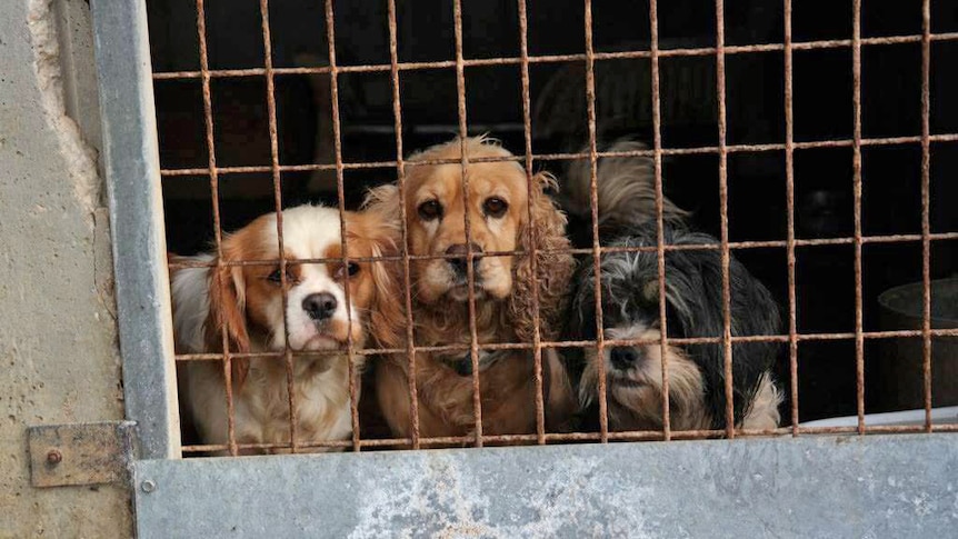 Three small dogs in a cage at the RSPCA