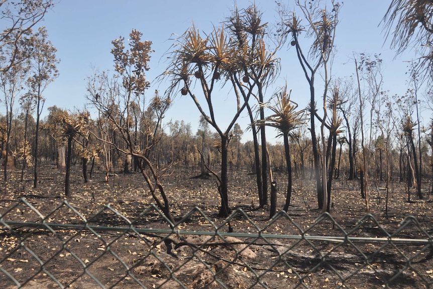 An area of bushland in Darwin that was burnt in 2019.