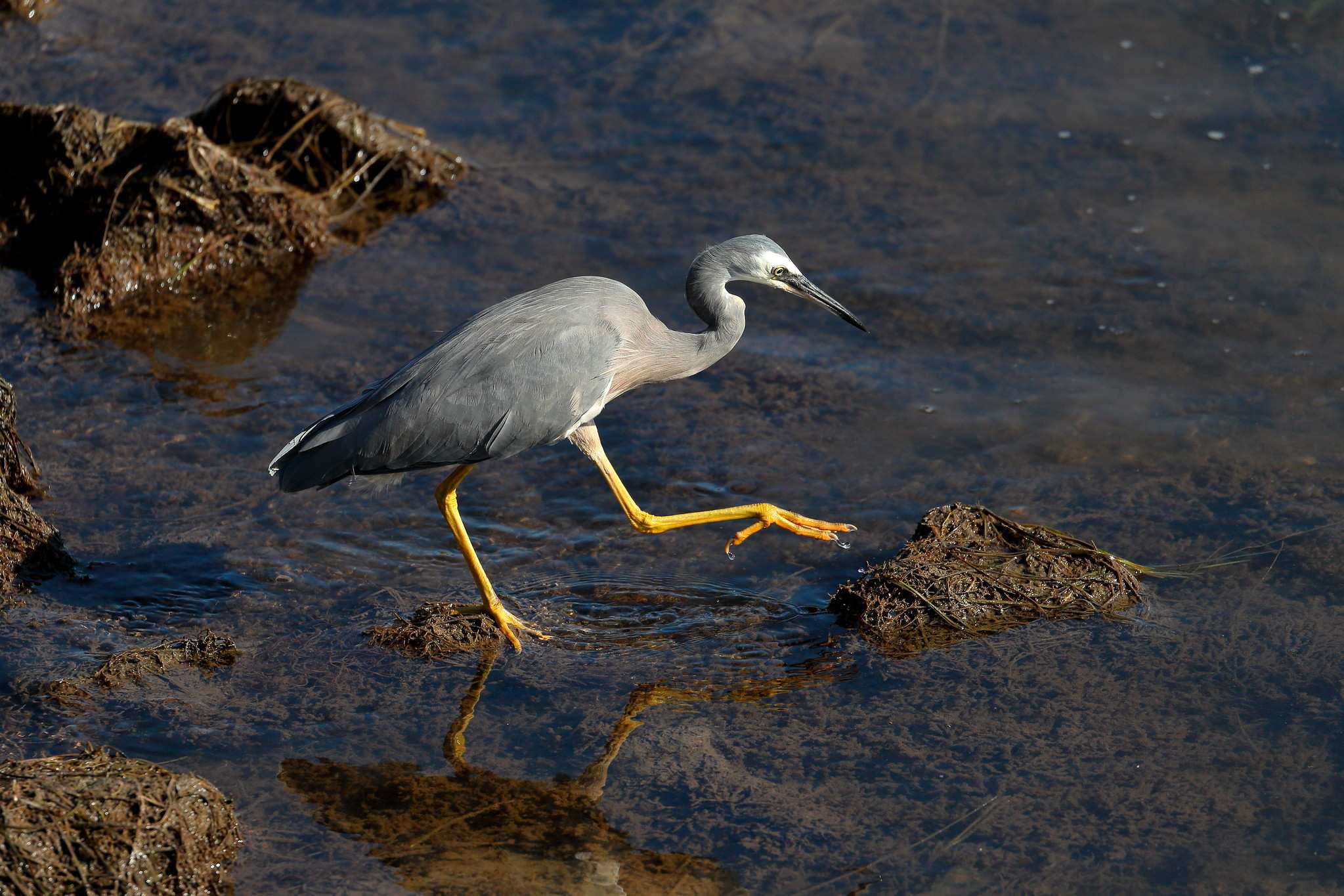 A White faced Heron walks across rocks in shallow water