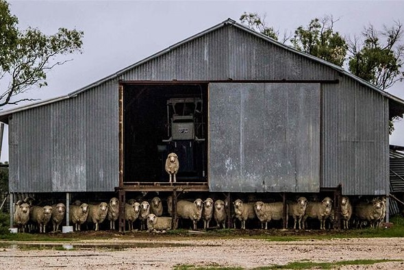 Sheep in a shearing shed, a photo by Chantel Renae taken near Thallon in south-western Queensland.