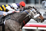 Southern Speed to run in Cup