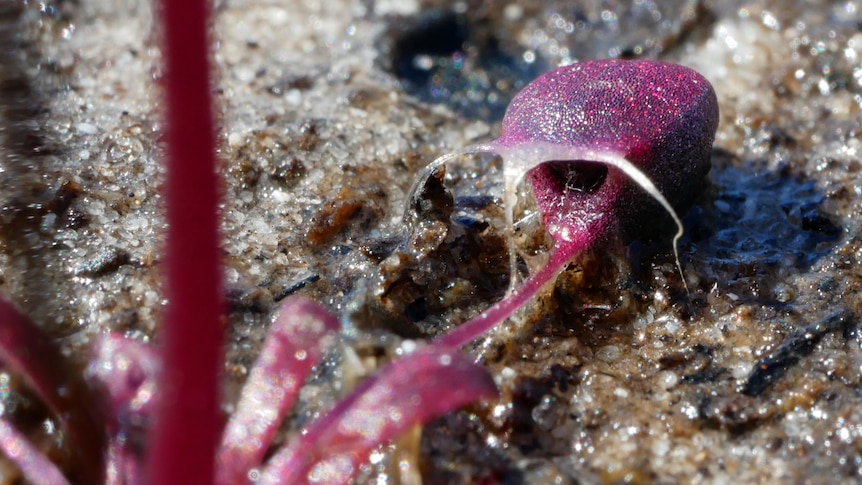 The purple trap looks like a bladder attached to the stem of a plant. There is an obvious opening where animals are sucked in