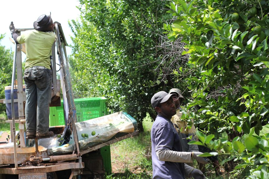1500名太平洋岛国外劳将在塔州政府的隔离设施中两周后，进入维州，帮助采摘蔬果。