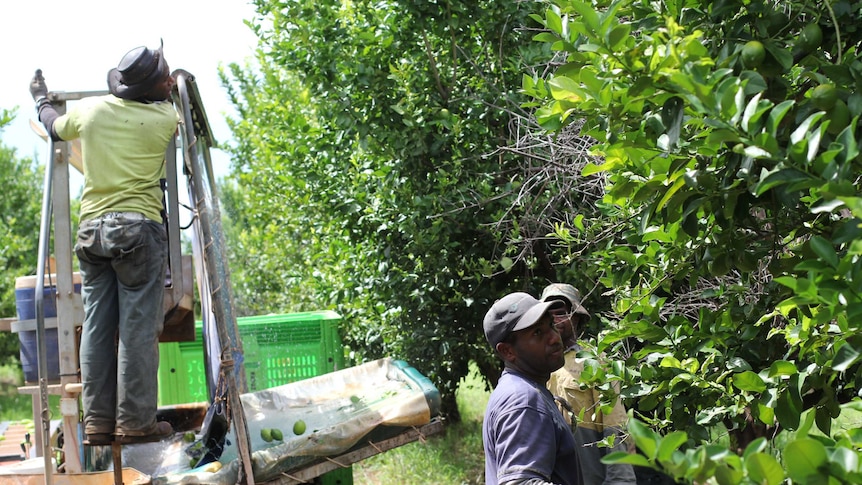 three men picking lemons in an orchard