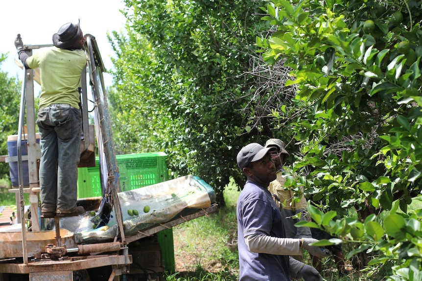 three men picking lemons in an orchard