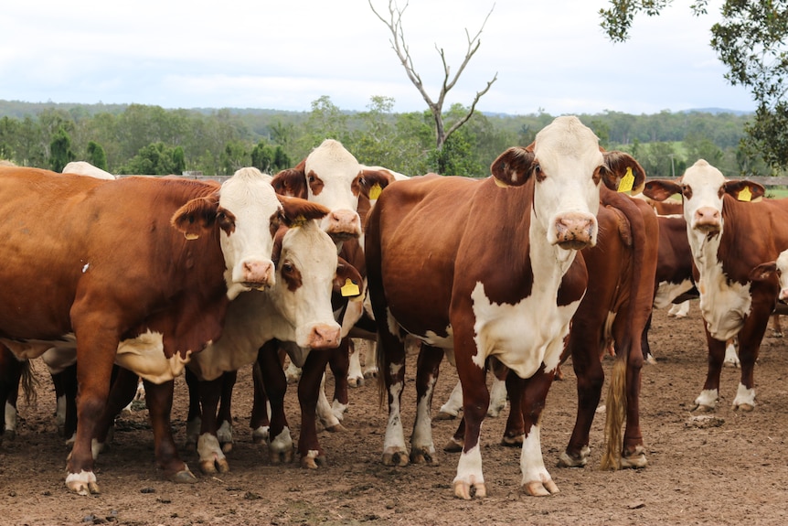 A herd of brown and white cattle standing together on a farm.