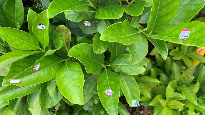 close up photo of green hedge leaves with apple stickers on them