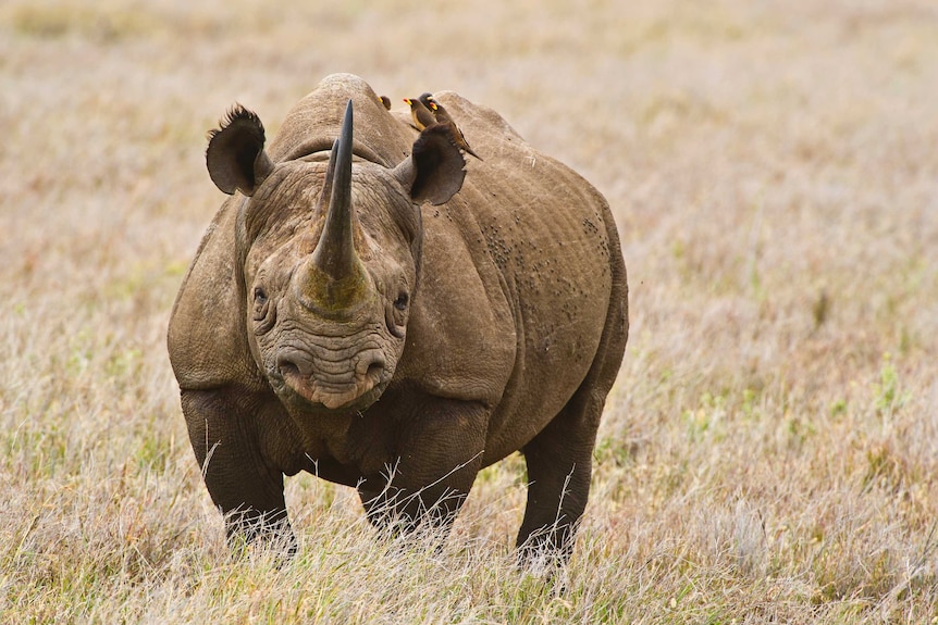 Black rhinoceros.