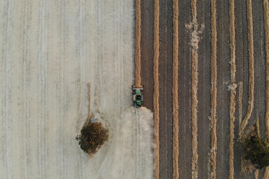 A bird's eye view shot of a vehicle driving through what appears to be a field of wheat. One side cream, the other mowed brown