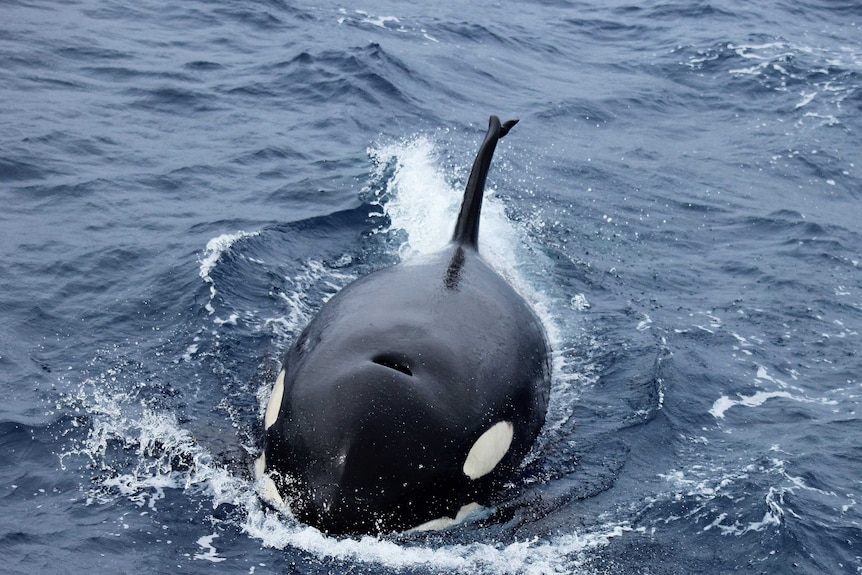 A Killer Whale swims off Western Australia's southern coast.