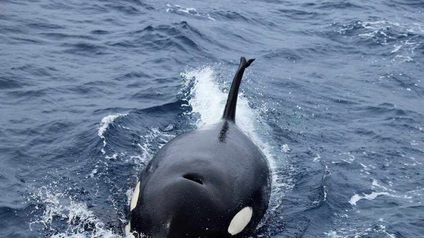 A Killer Whale swims off Western Australia's southern coast.