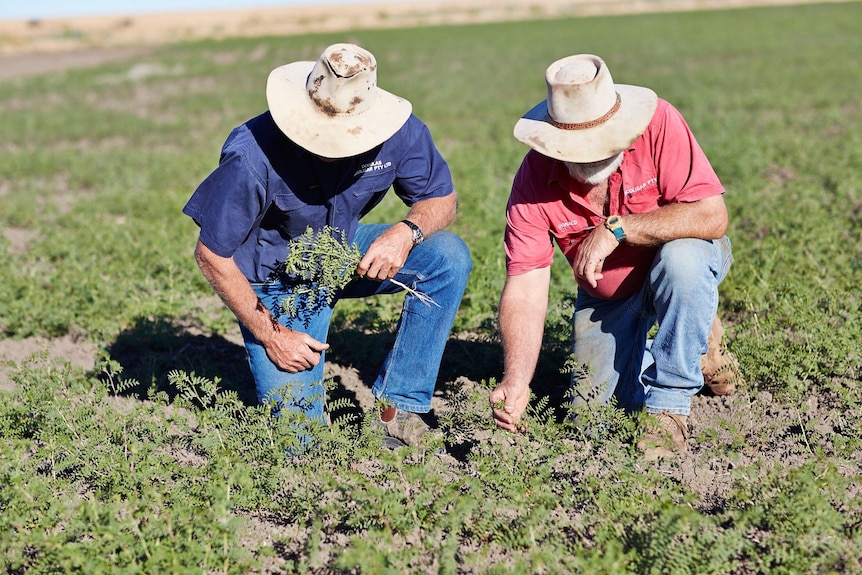 Two farmers in hats kneel in a field, inspecting the growth.