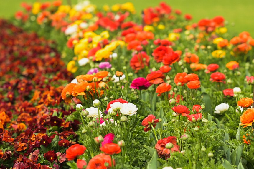 Colourful flowers in a garden bed.