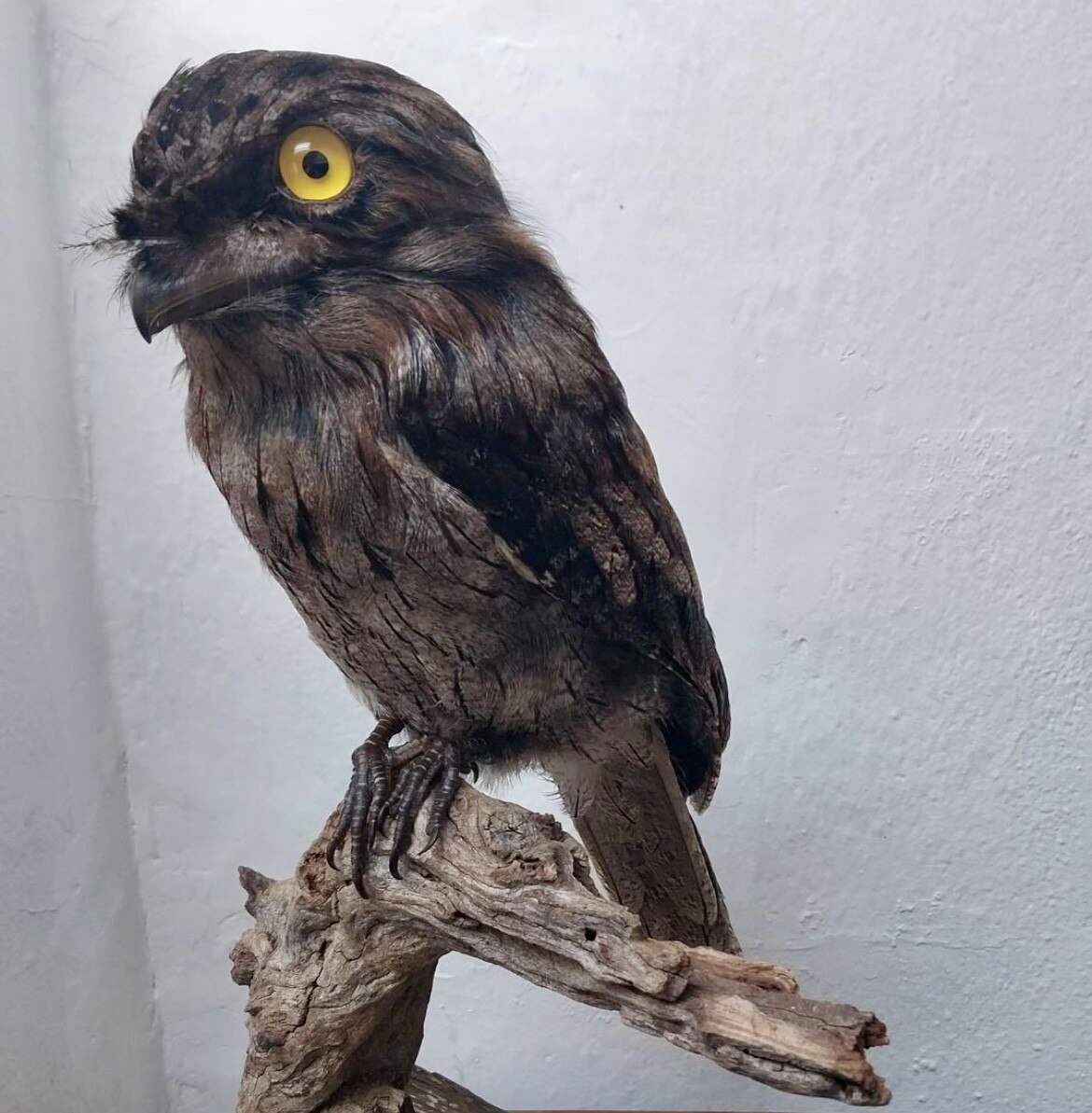 A stuffed tawny frogmouth
