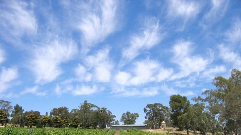 Survey says 500ha vines in Clare Valley need to be pulled