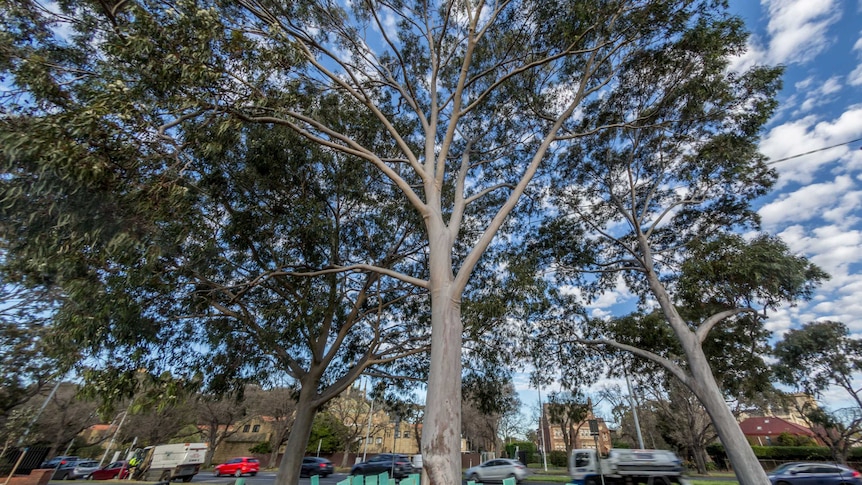 A gum tree grows in parkland, with a city street behind it.