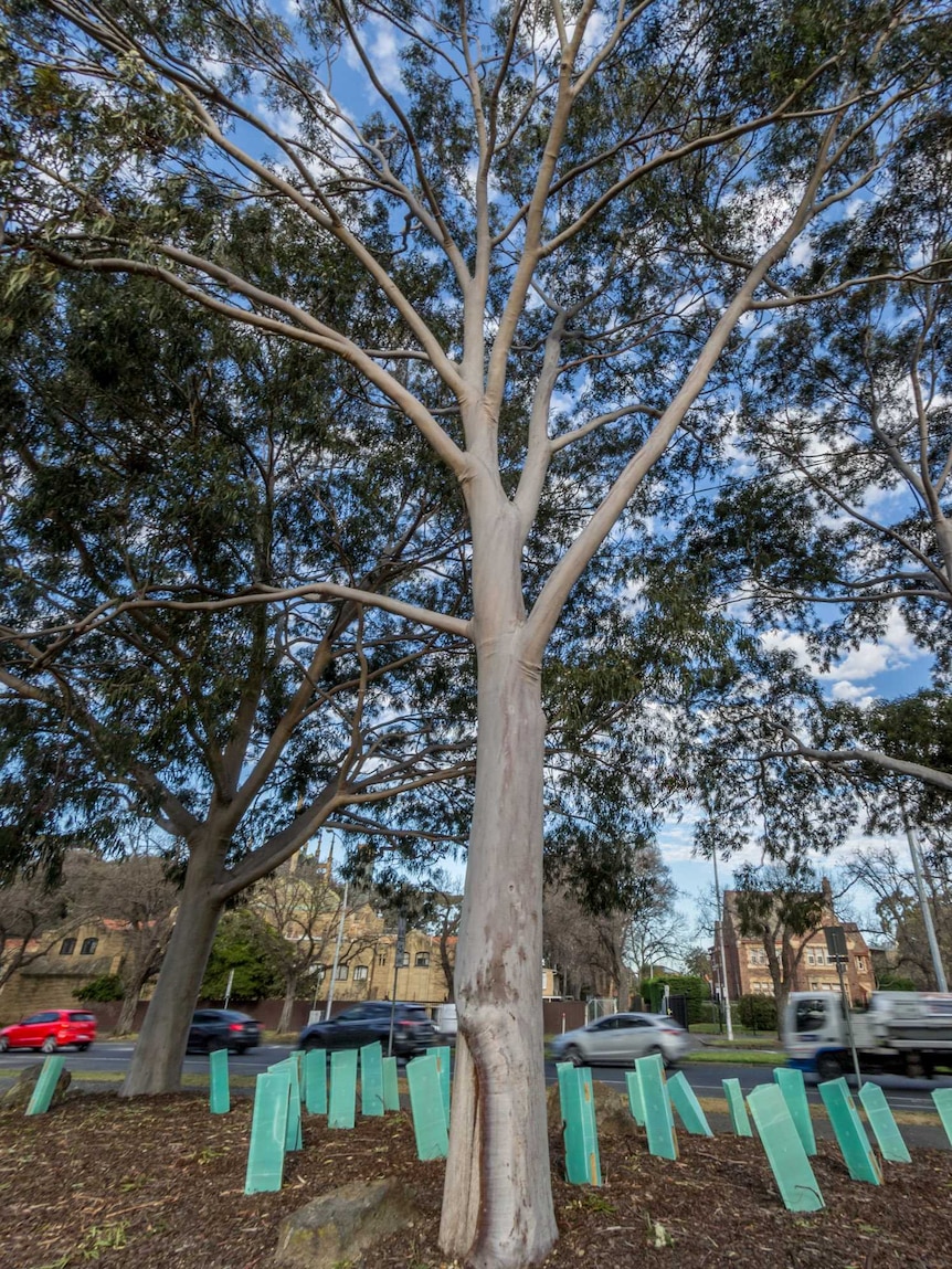 A gum tree grows in parkland, with a city street behind it.