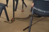 A carpet python on the floor of a school classroom, weaving around chairs and tables