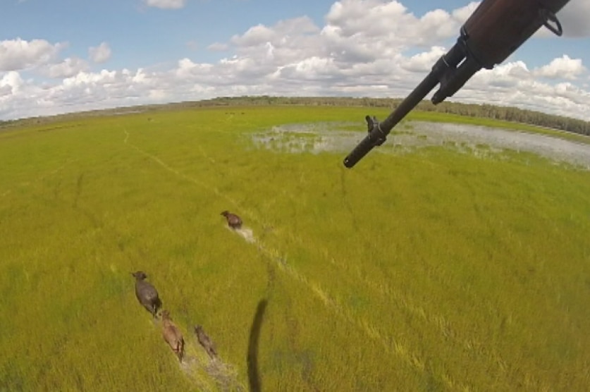 An aerial shot with a gun barrel pointing down at several buffalo on a wetland.