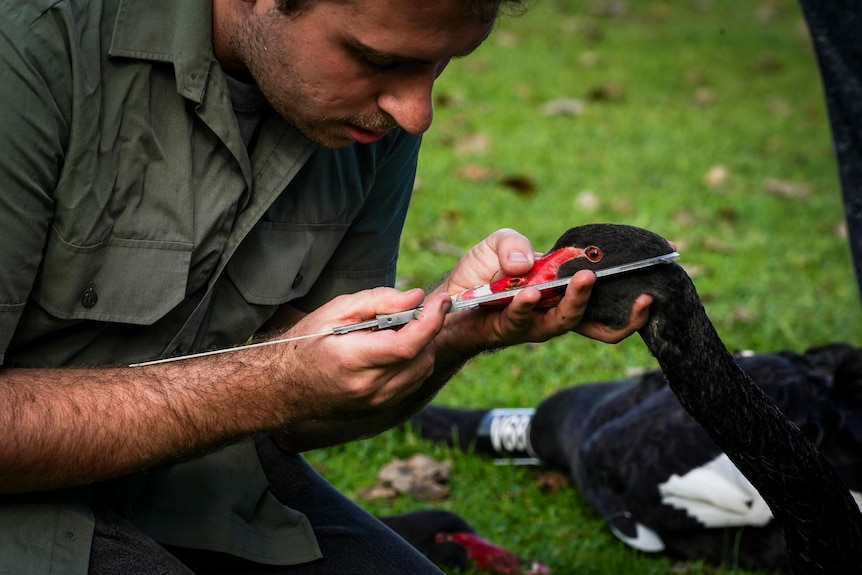 A man measuring a swan's beak