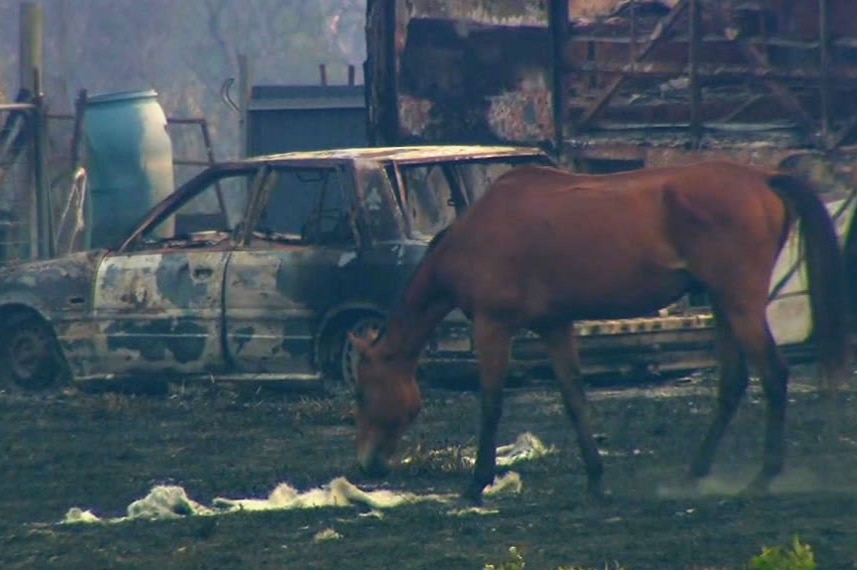 A horse stands in front of a burnt out car.