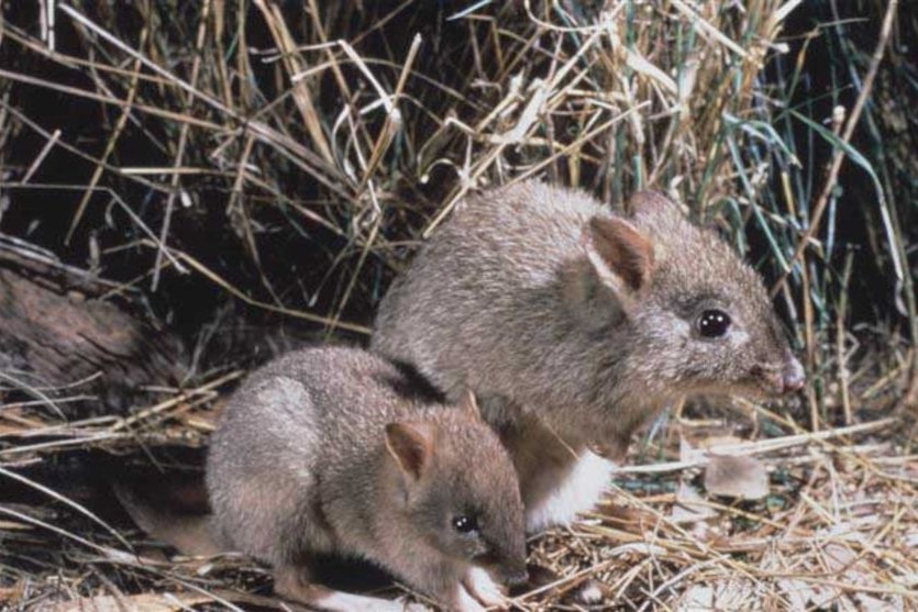 Two Woylies are pictured resting in a sanctuary.