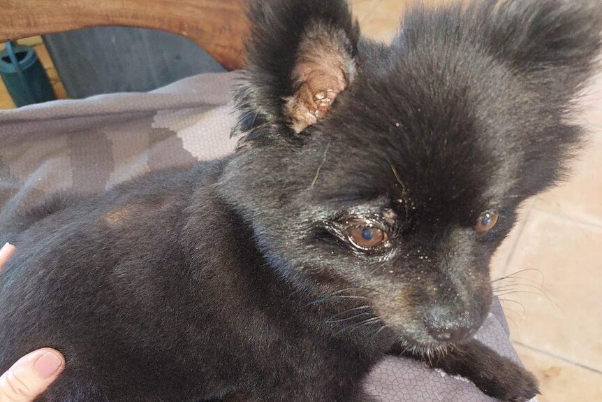 Black pomeranian dog with puffy eye