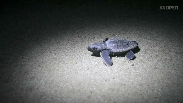 A baby turtle on the sand at night