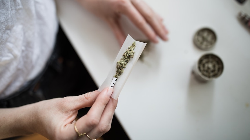 Anonymous woman's hands rolling a cannabis joint.