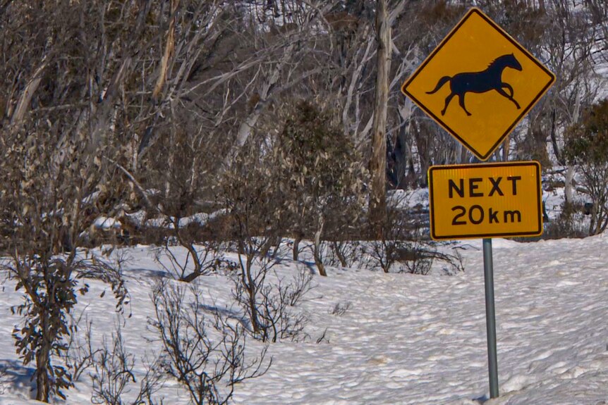 A yellow and black traffic sign with a picture of a horse and text 'next 20km' with snowy landscape behind.