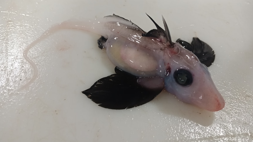 rarely-seen-baby-ghost-shark-hauled-up-from-ocean-s-depths-off-new-zealand