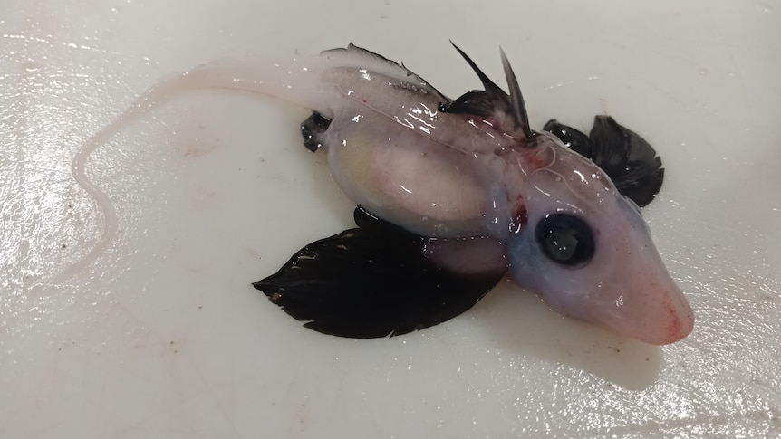 A baby ghost shark