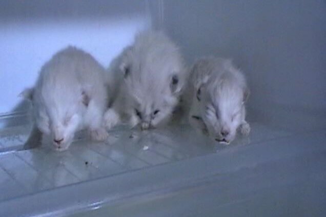 Three kittens were found in the freezer at Glynne Sutcliffe's home