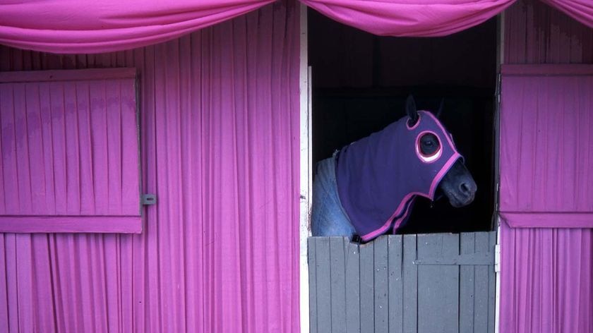 A horse looks out of its stall at the Royal Easter Show at Moore Park in Sydney