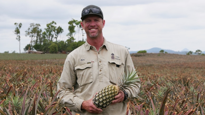 A man stands in a pineapple field holding a freshly picked pineapple