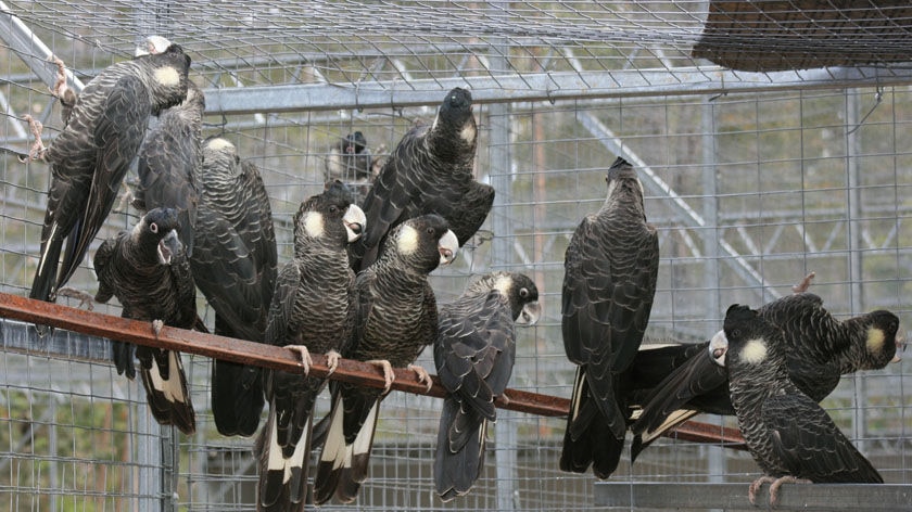 Baudin's black cockatoos in a cage.