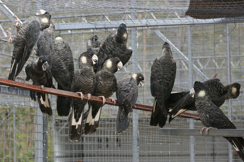 Baudin's black cockatoos in a cage.