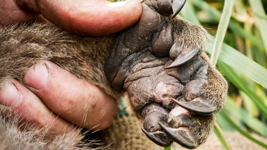 closeup of koala paw